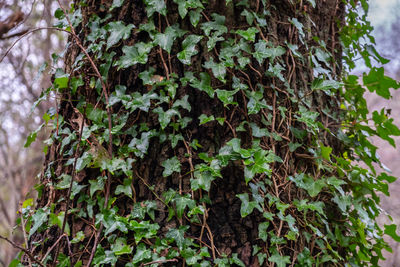 Close-up of ivy growing on tree trunk