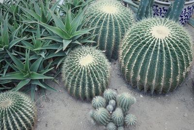 Close-up of cactus