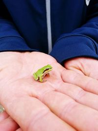 Close-up of man holding insect