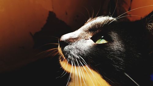 Close-up portrait of cat