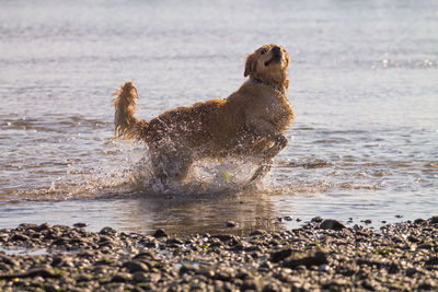 Dog on beach