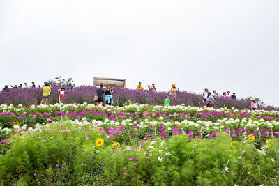 People on flowering plants on field against clear sky