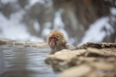 Portrait of a monkey