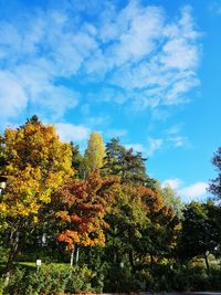 Low angle view of autumnal trees against blue sky
