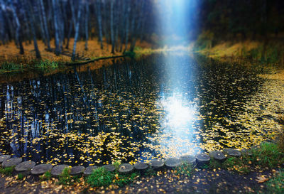 Scenic view of lake in forest