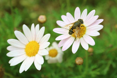 Closeup of a little bee collecting nectar on a blooming daisy
