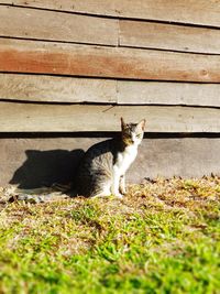 Cat sitting on wood