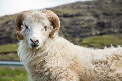 Close-up portrait of sheep on field
