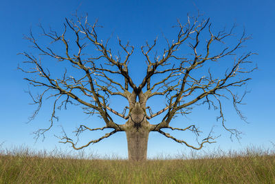 Bare tree on field against blue sky