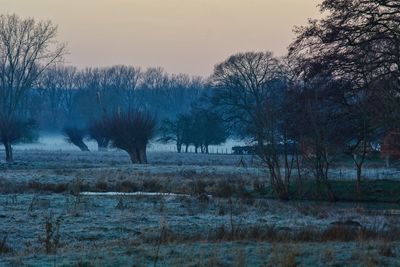 Bare trees on field against sky during winter