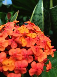 Close-up of flowers blooming outdoors