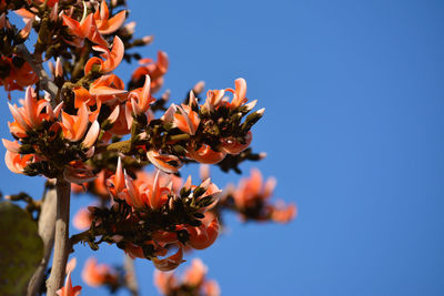 Low angle view of flowering plant against clear blue sky