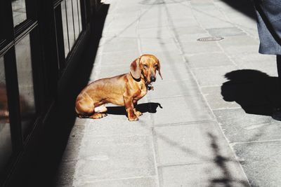 Low section of dog on footpath