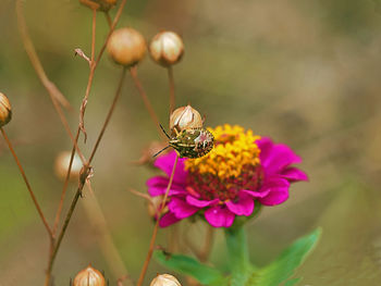 Close-up of butterfly pollinating on flower