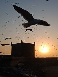 Seagulls flying in sky at sunset