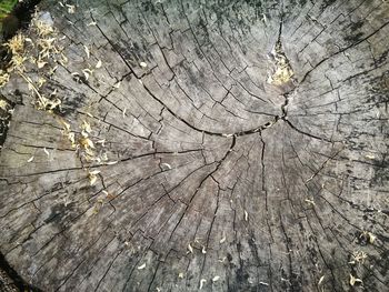 Full frame shot of tree stump