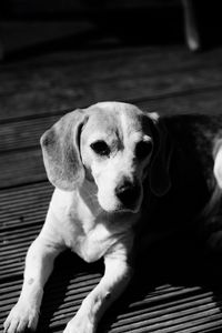 Close-up of a dog looking away