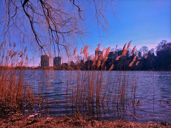 Close-up of wet tree by lake against sky during sunset