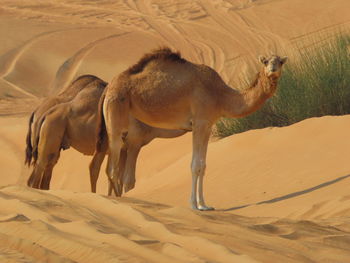 Camel in desert