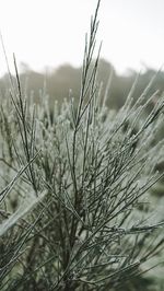 Close-up of snow on field against sky
