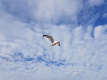 Low angle view of seagull flying