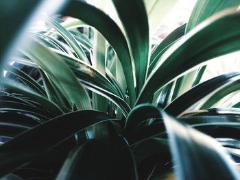 Detail shot of palm leaf