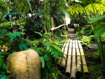 View of an plants in forest