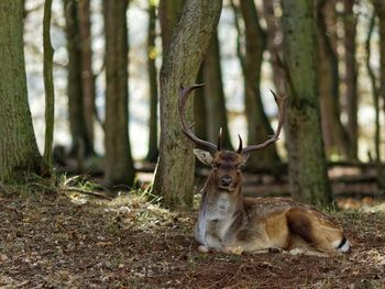 Deer resting in forest