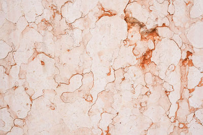 Pink wall concrete texture background. copy space for design