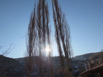 Low angle view of trees against clear sky