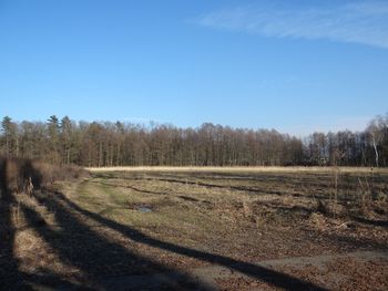 Scenic view of field against clear blue sky