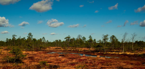 Scenic view of forest against sky