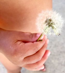 Close-up of hand holding baby flower