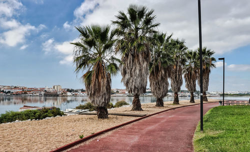 Palm trees by sea against sky in city