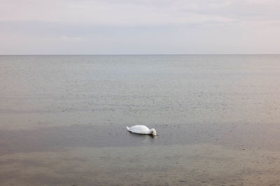 View of bird in sea against sky