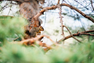 Squirrel sitting on a branch in a tree with blue skies