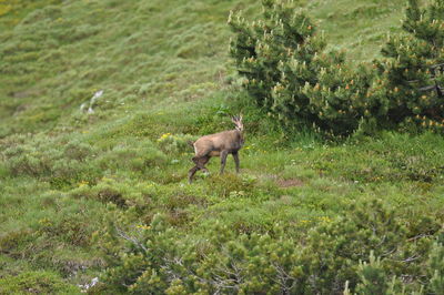 Side view of a horse on field