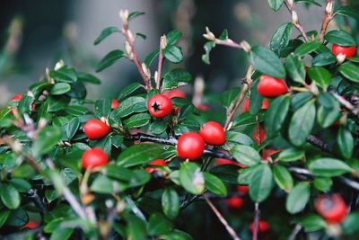 Close-up of red berries growing on tree