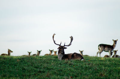 Deer on grassy field against clear sky