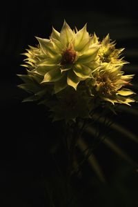 Close-up of plant against black background