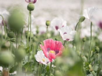 In poppy field in hot summer. blossom of poppies and green poppy heads moving in gentle wind