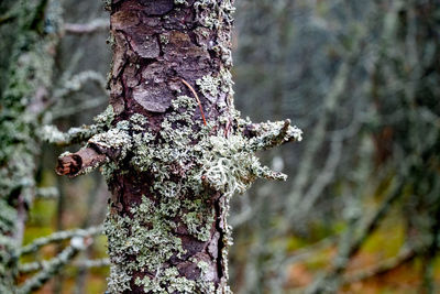 Close-up of moss growing on tree trunk