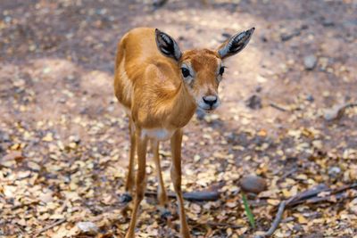 Portrait of deer cub/calf on land