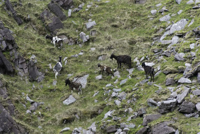 High angle view of birds on rocks