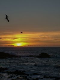 Silhouette bird flying over sea against sky during sunset