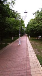 Trees along street light