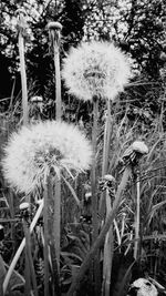 Close-up of dandelion on field