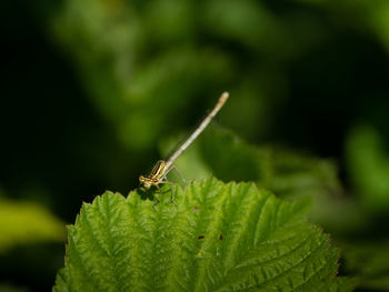 Close-up of butterfly on leaf