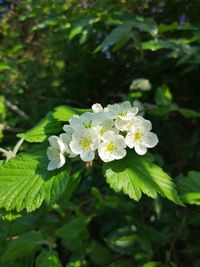 Close-up of white flowering plant