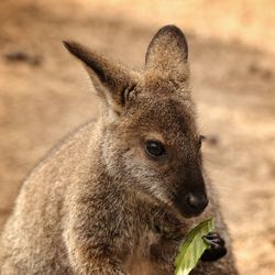 Close-up portrait of a walaby